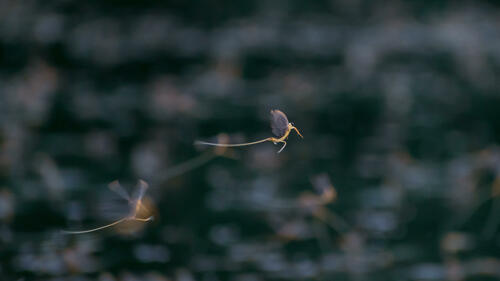 Mayfly close-up 3